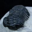 Black Phacops Trilobite With Beautiful Eyes #2260-3